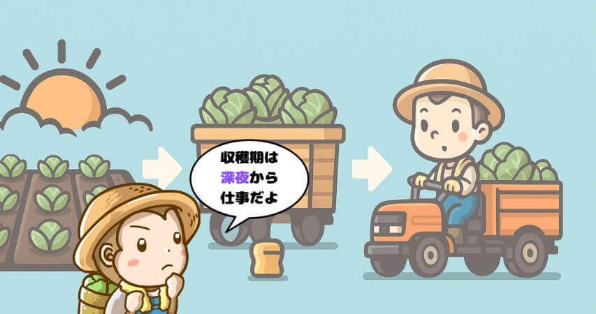 キャベツ農業 収穫期 タイムスケジュール