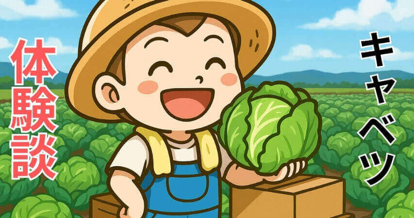 キャベツ農業　体験談