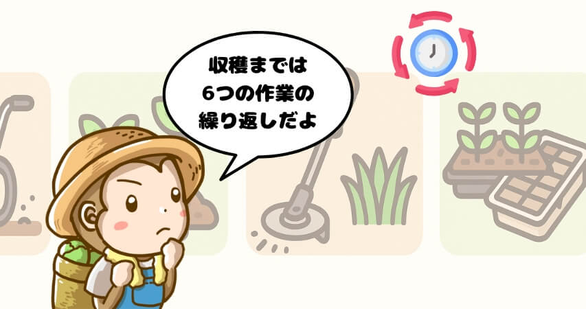 キャベツ農業 収穫前の仕事内容