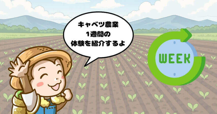 キャベツ農業 1週間 体験談