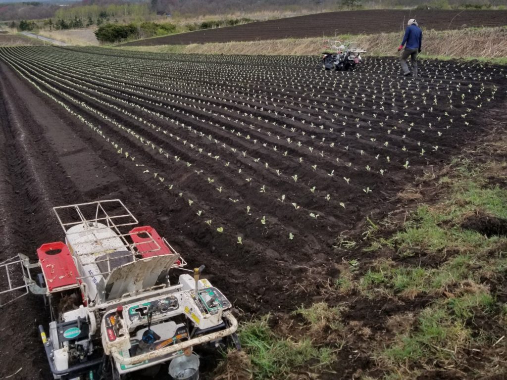 キャベツ苗植え込み　畑　機械