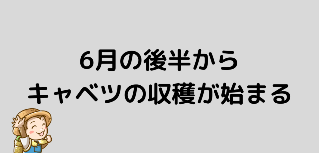 キャベツ　収穫　6月後半