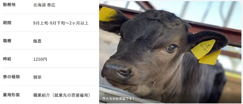 酪農業　求人　2ヶ月